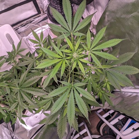 Do Si Dos Auto  #1 and #2 growlog timeline photo