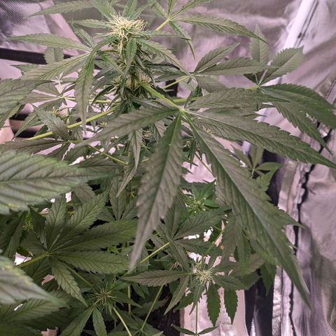 Do Si Dos Auto  #1 and #2 growlog timeline photo