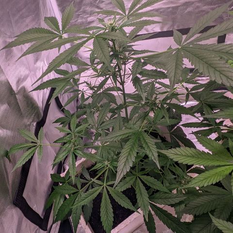 Do Si Dos Auto  #1 and #2 growlog timeline photo