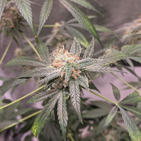 Do Si Dos Auto  #1 and #2 growlog timeline photo