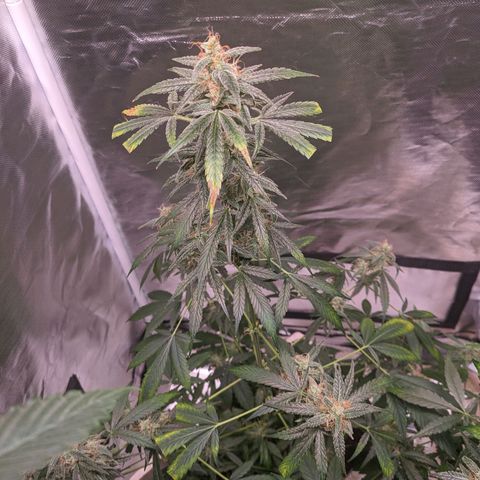 Do Si Dos Auto  #1 and #2 growlog timeline photo