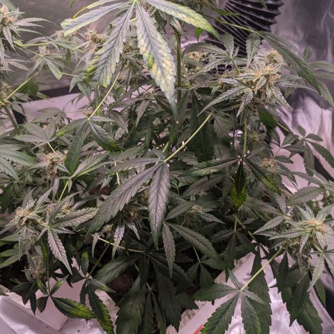 Do Si Dos Auto  #1 and #2 growlog timeline photo