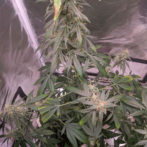 Do Si Dos Auto  #1 and #2 growlog timeline photo