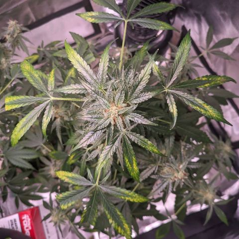 Do Si Dos Auto  #1 and #2 growlog timeline photo