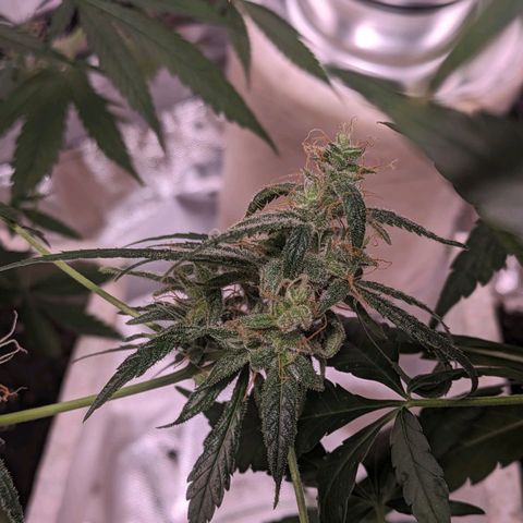 Do Si Dos Auto  #1 and #2 growlog timeline photo