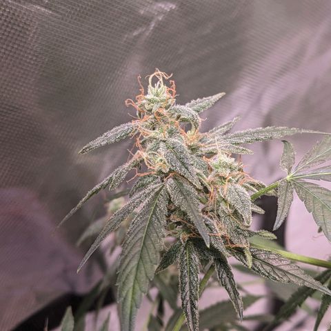 Do Si Dos Auto  #1 and #2 growlog timeline photo