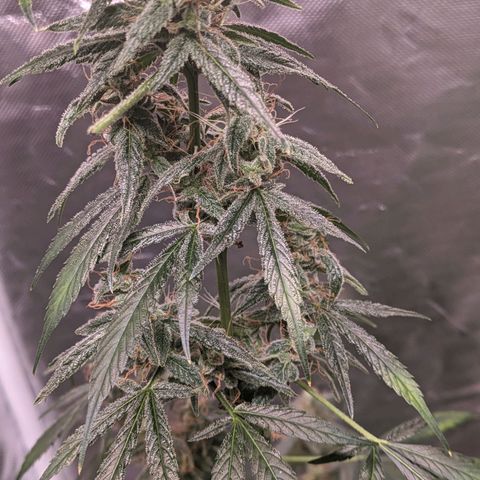Do Si Dos Auto  #1 and #2 growlog timeline photo