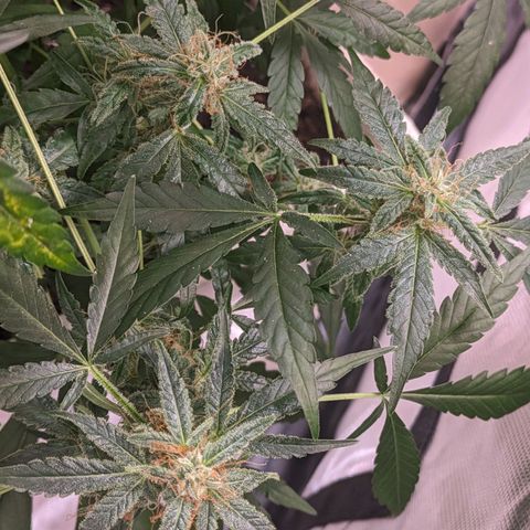 Do Si Dos Auto  #1 and #2 growlog timeline photo