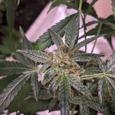 Do Si Dos Auto  #1 and #2 growlog timeline photo