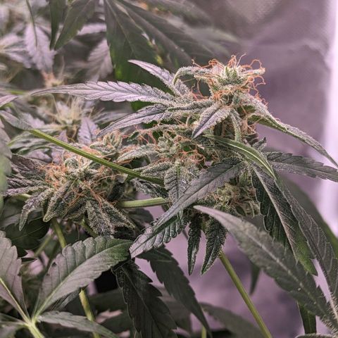 Do Si Dos Auto  #1 and #2 growlog timeline photo