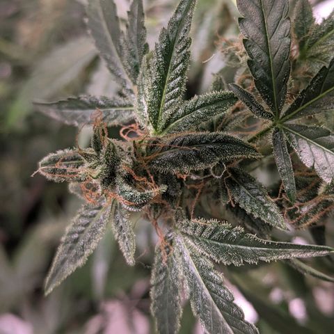 Do Si Dos Auto  #1 and #2 growlog timeline photo