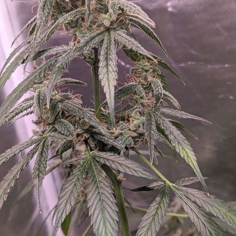 Do Si Dos Auto  #1 and #2 growlog timeline photo