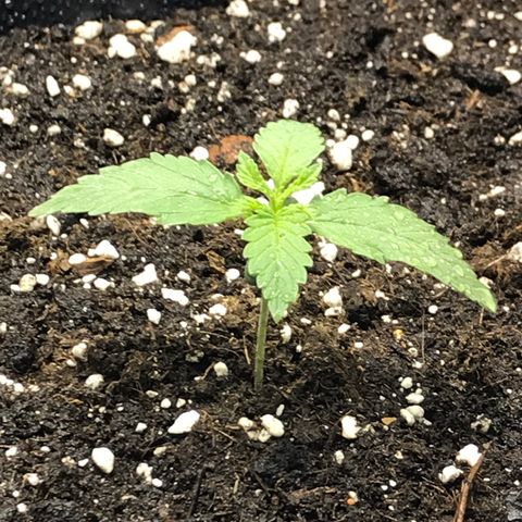 Biggy  growlog timeline photo