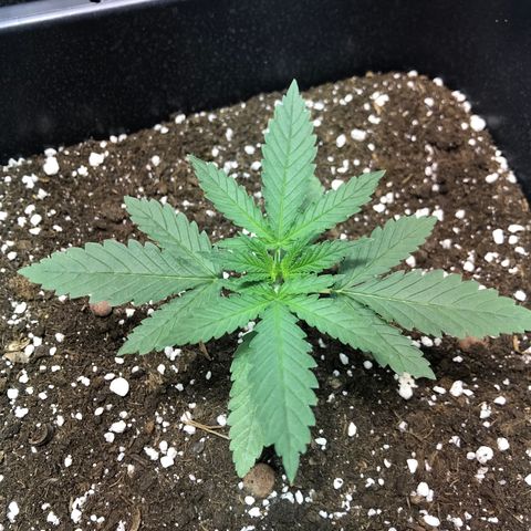 Biggy  growlog timeline photo