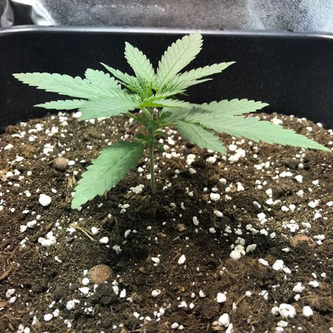 Biggy  growlog timeline photo