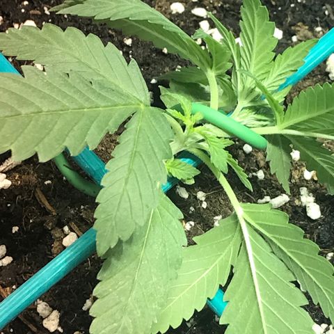 Biggy  growlog photo: Primo lst del ciclo