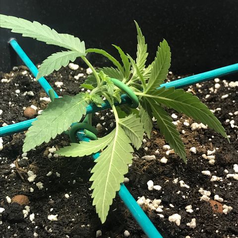 Biggy  growlog photo: Primo lst del ciclo