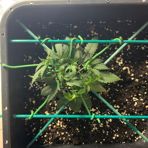 Biggy  growlog timeline photo