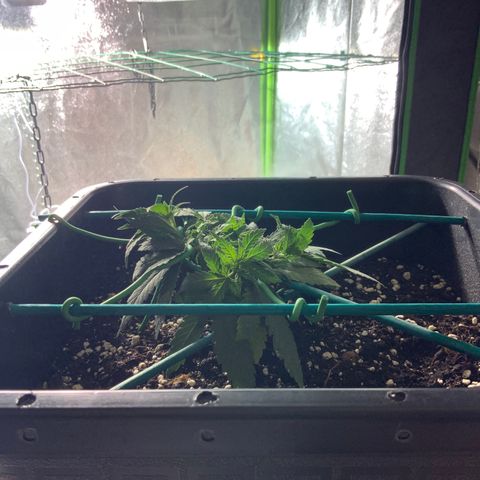 Biggy  growlog timeline photo