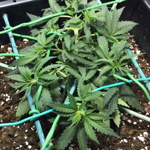 Biggy  growlog timeline photo