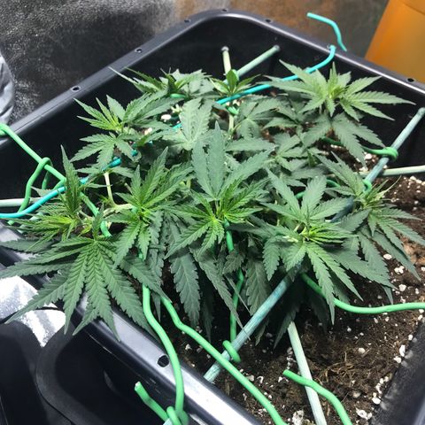 Biggy  growlog timeline photo