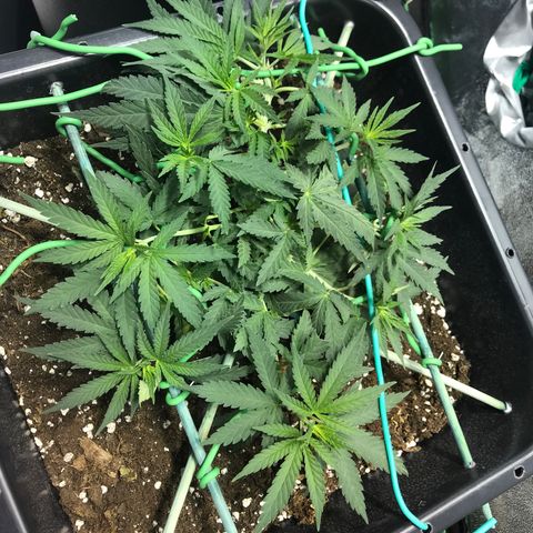 Biggy  growlog timeline photo