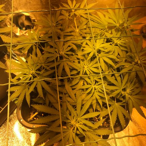 Biggy  growlog timeline photo