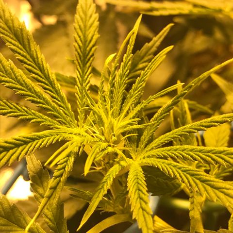 Biggy  growlog timeline photo