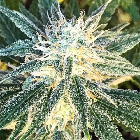 Biggy  growlog timeline photo