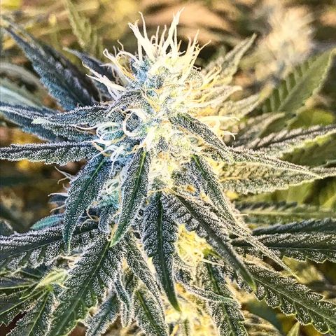 Biggy  growlog timeline photo