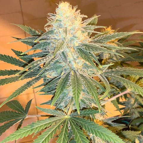 Biggy  growlog timeline photo