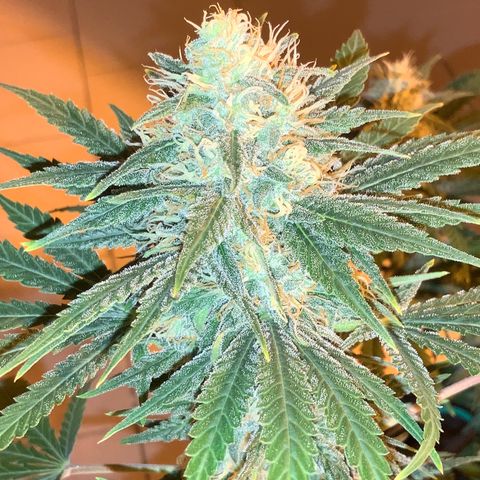 Biggy  growlog timeline photo