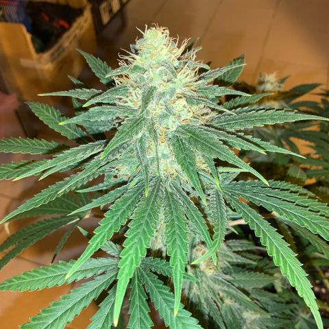 Biggy  growlog timeline photo