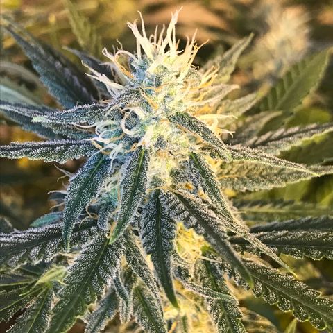 Biggy  growlog timeline photo