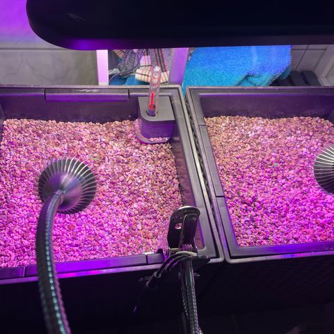 Pink Rozay Automatic growlog photo