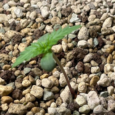 Watermelon Candy Automatic growlog timeline photo