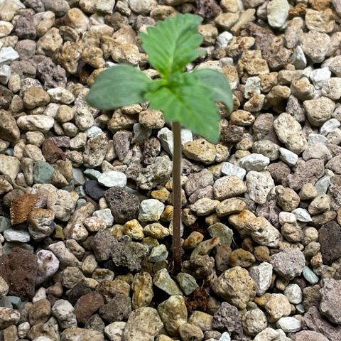 Pink Rozay Automatic growlog timeline photo