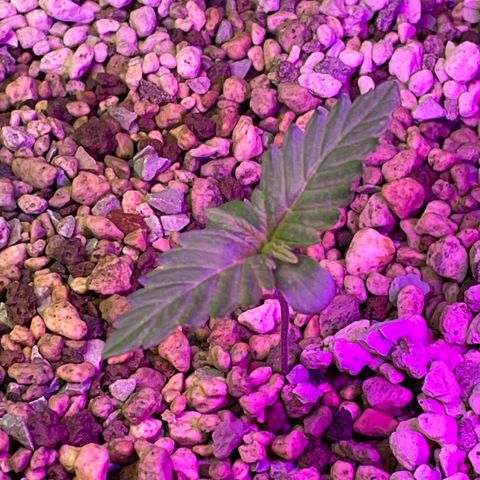 Watermelon Candy Automatic growlog timeline photo