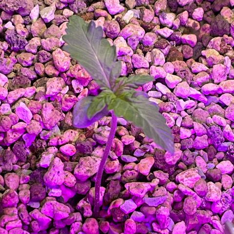 Pink Rozay Automatic growlog timeline photo