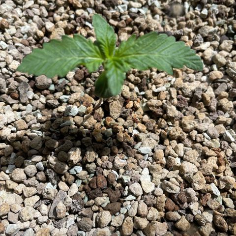 Pink Rozay Automatic growlog timeline photo