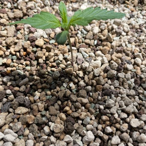 Watermelon Candy Automatic growlog timeline photo