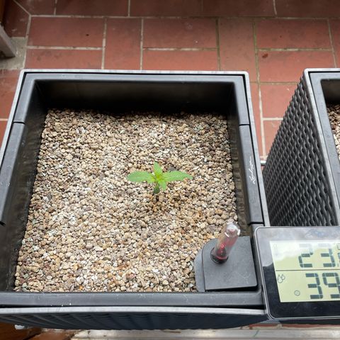 Pink Rozay Automatic growlog photo: Balkon
