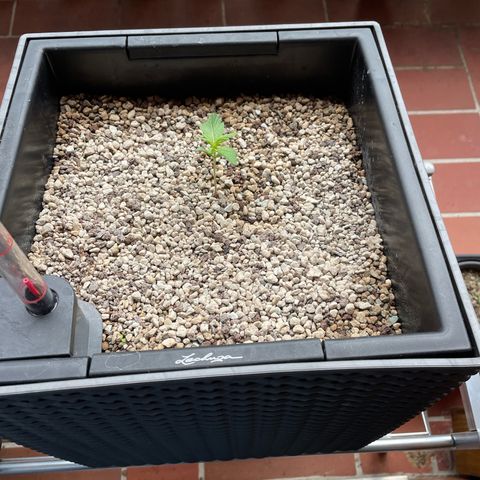 Watermelon Candy Automatic growlog photo: Balkon