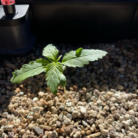 Watermelon Candy Automatic growlog timeline photo