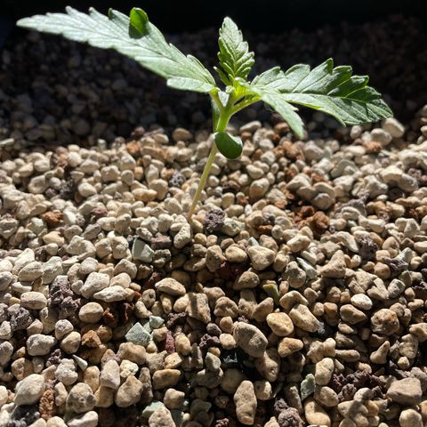 Pink Rozay Automatic growlog timeline photo
