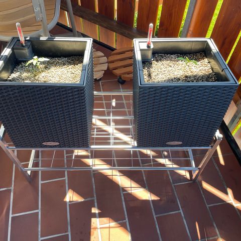 Watermelon Candy Automatic growlog photo: Schuhregal gekauft = Leichte Schräglage für mehr Sonnenlicht