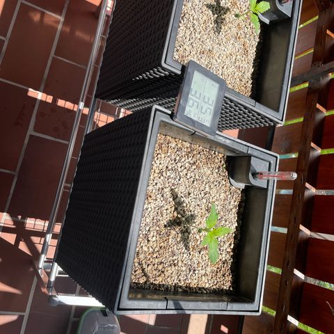 Pink Rozay Automatic growlog timeline photo