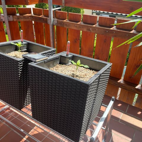 Watermelon Candy Automatic growlog timeline photo