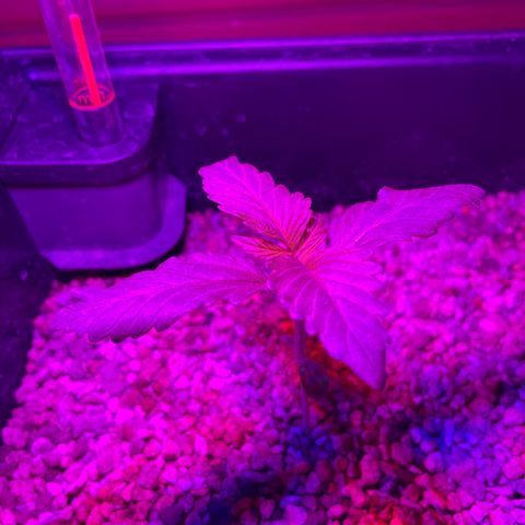 Watermelon Candy Automatic growlog timeline photo