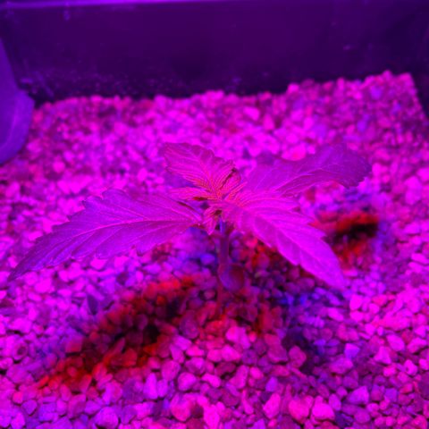 Pink Rozay Automatic growlog timeline photo